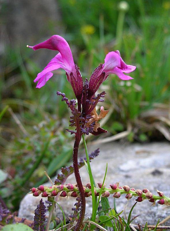 Pedicularis kerneri / Pedicolare di Kerner